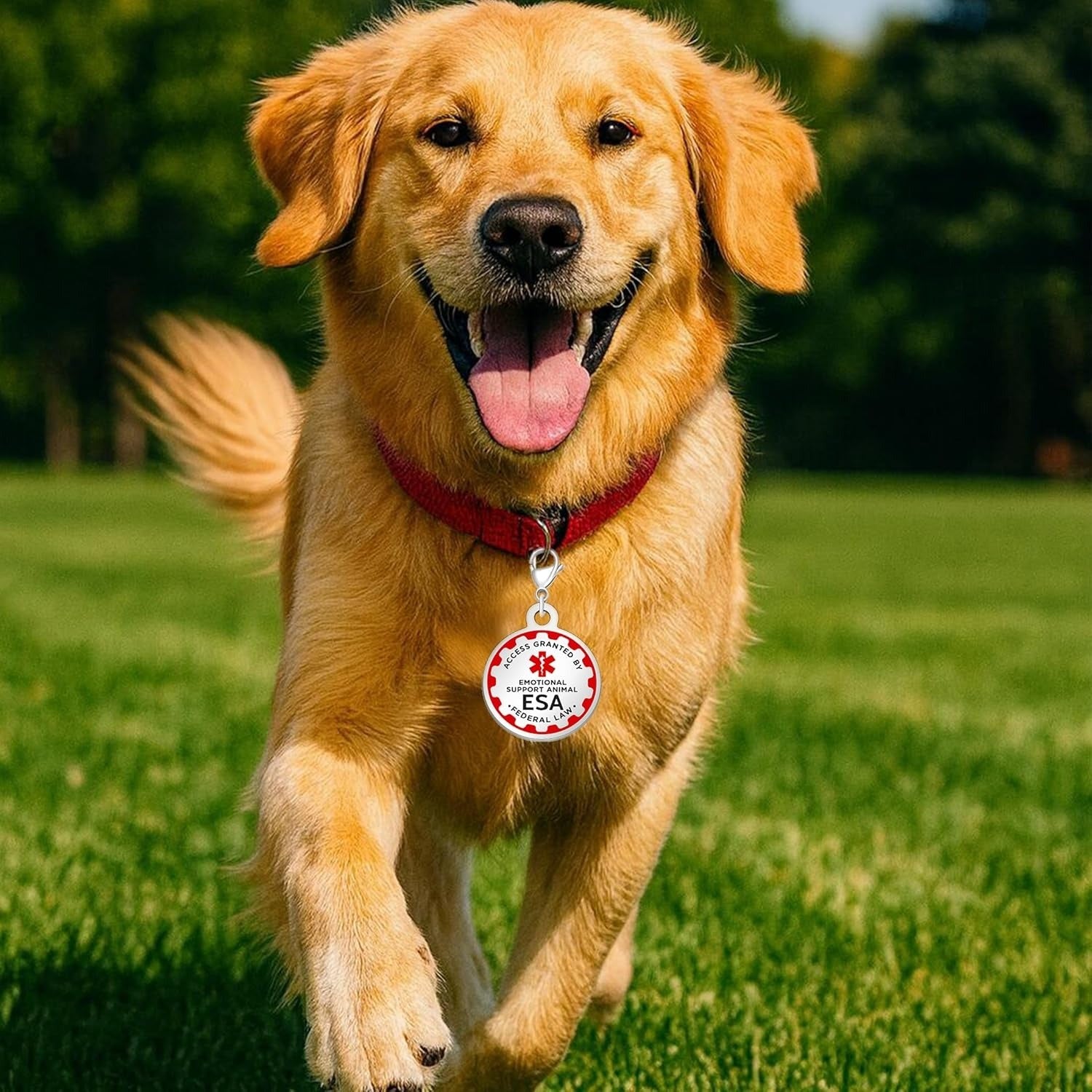 Dynamic QR Code ESA Dog ID Tag, Editable Emotional Support Animal Pet Tag, Scannable Pet Information Contact Details, No Info Required at Checkout, Golden and White, YA6312
